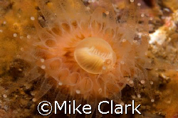 Orange Devonshire Cup Coral. Nikon D70 with 60mm lens
2x... by Mike Clark 